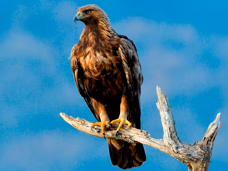 Golden Eagle